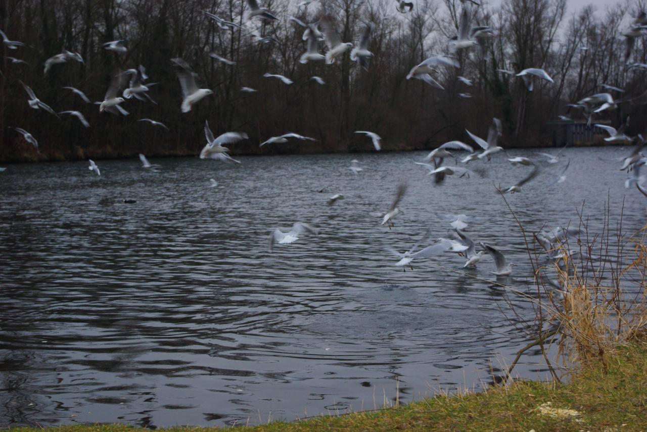 la nature en Alsace