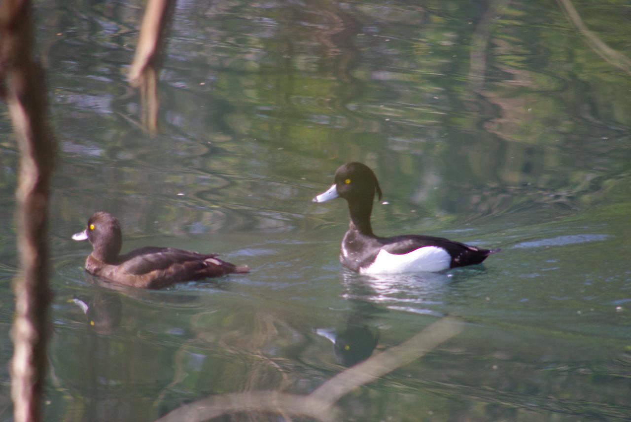 la nature en Alsace