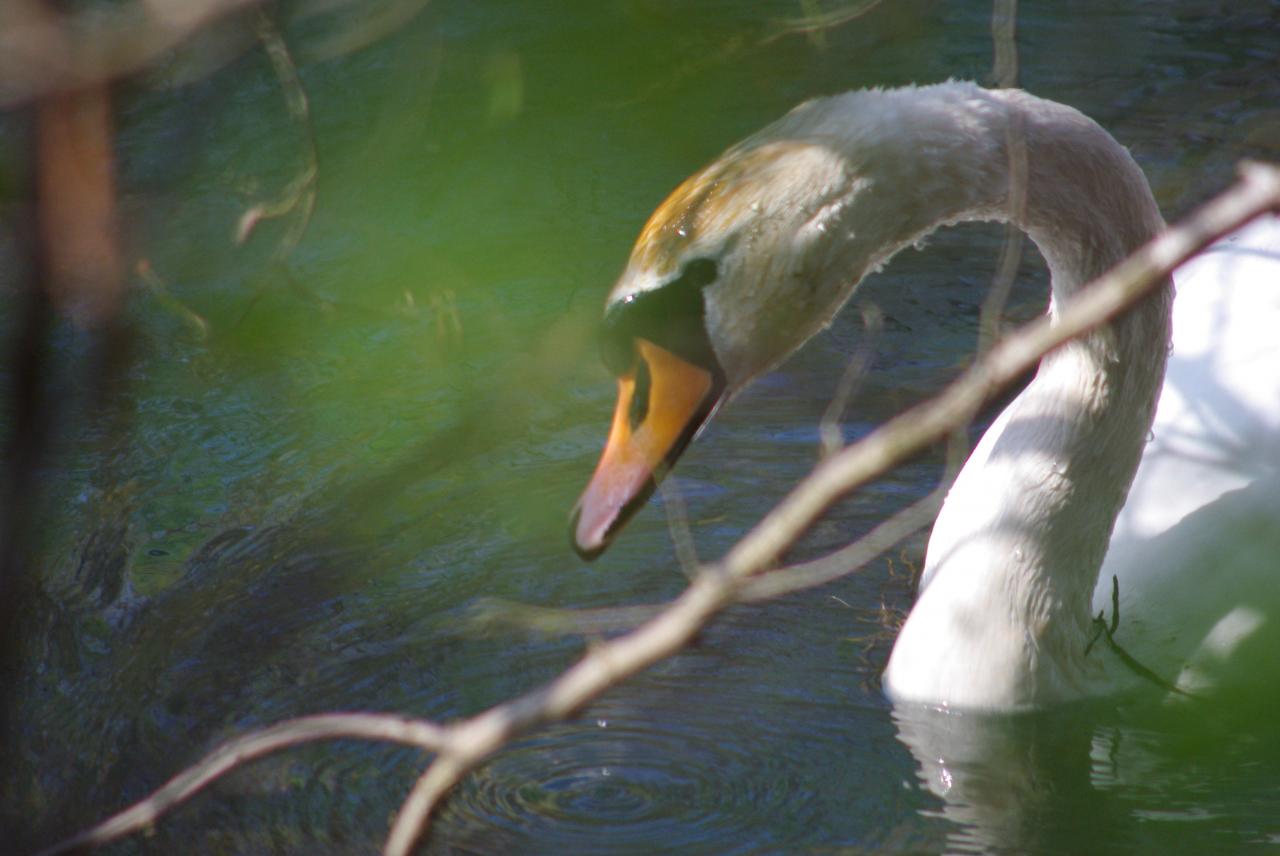 la nature en Alsace