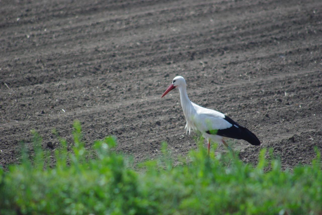 la nature en Alsace