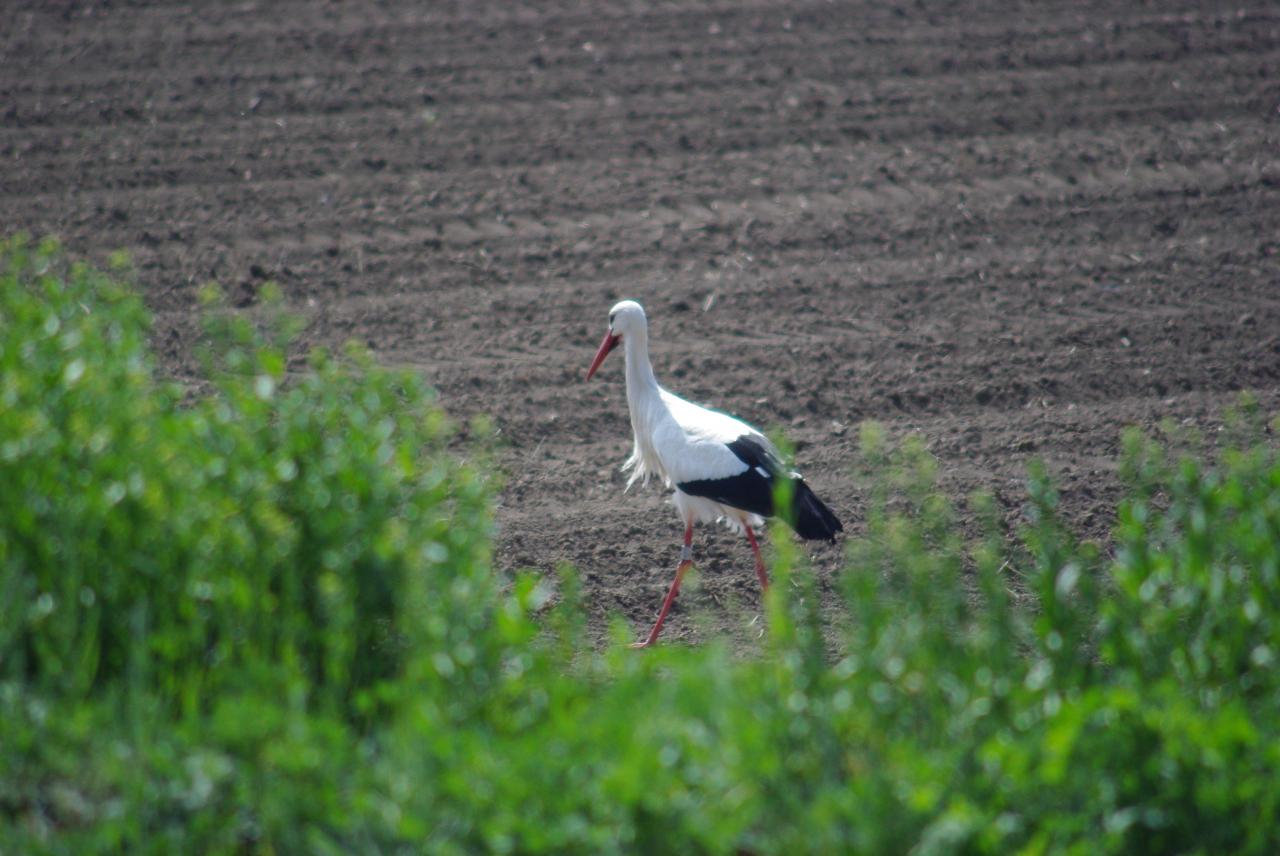 la nature en Alsace