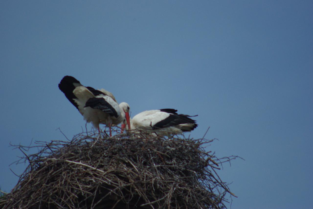 la nature en Alsace