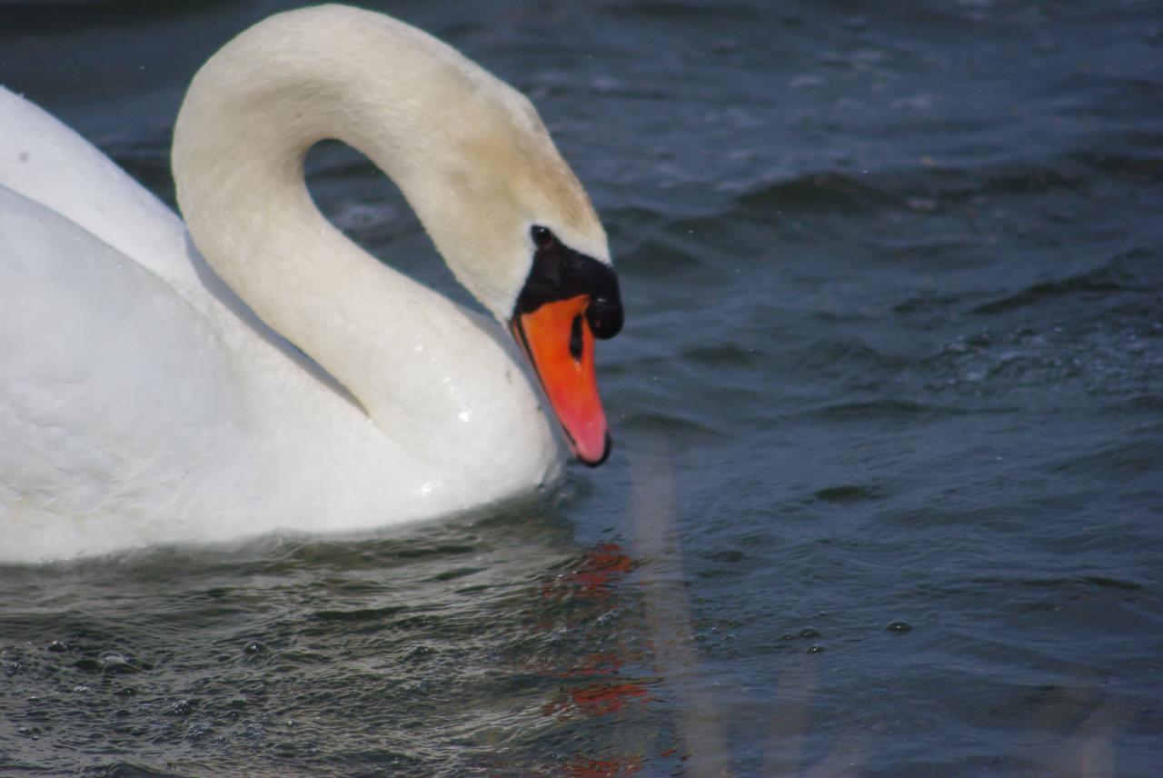 la nature en Alsace