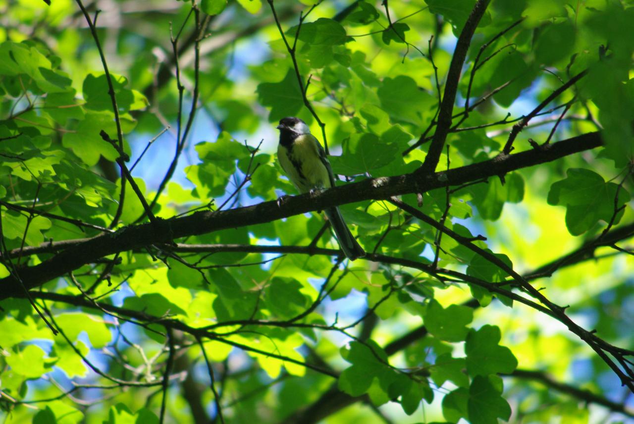 la nature en Alsace