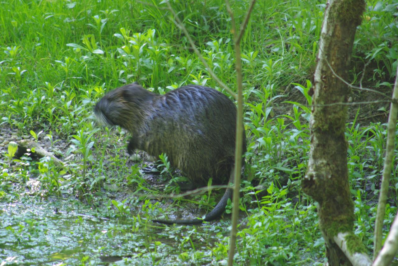 la nature en Alsace