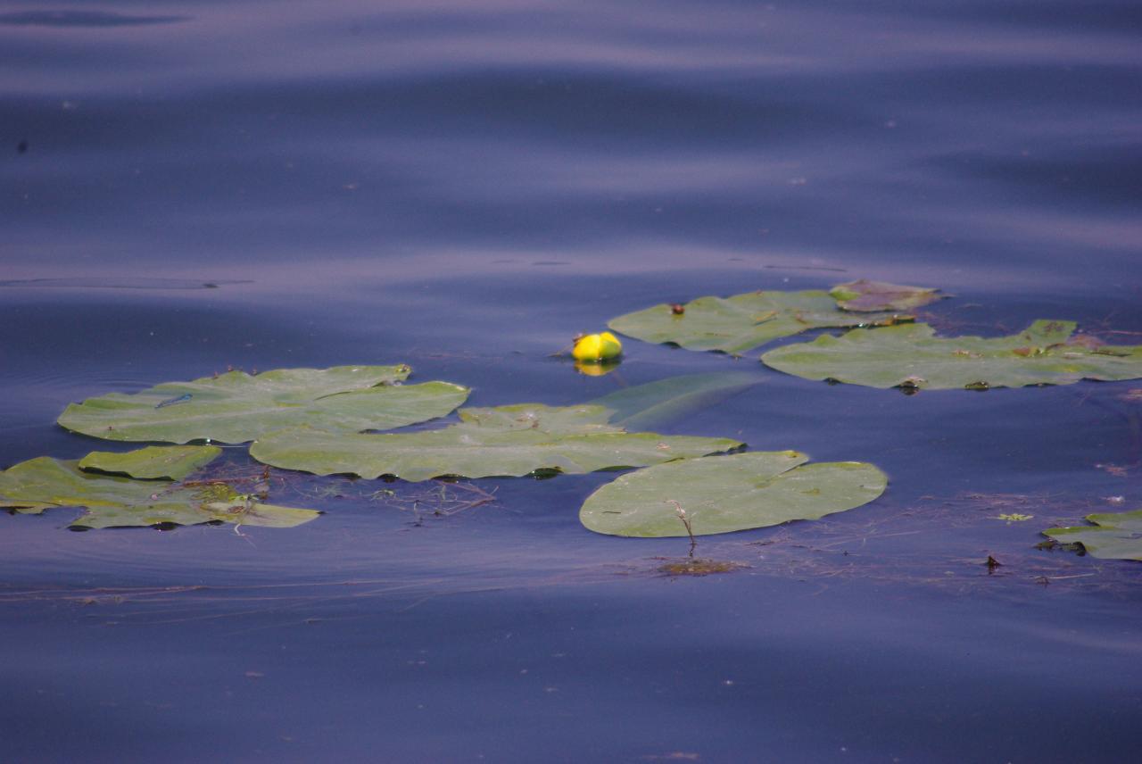 la nature en Alsace