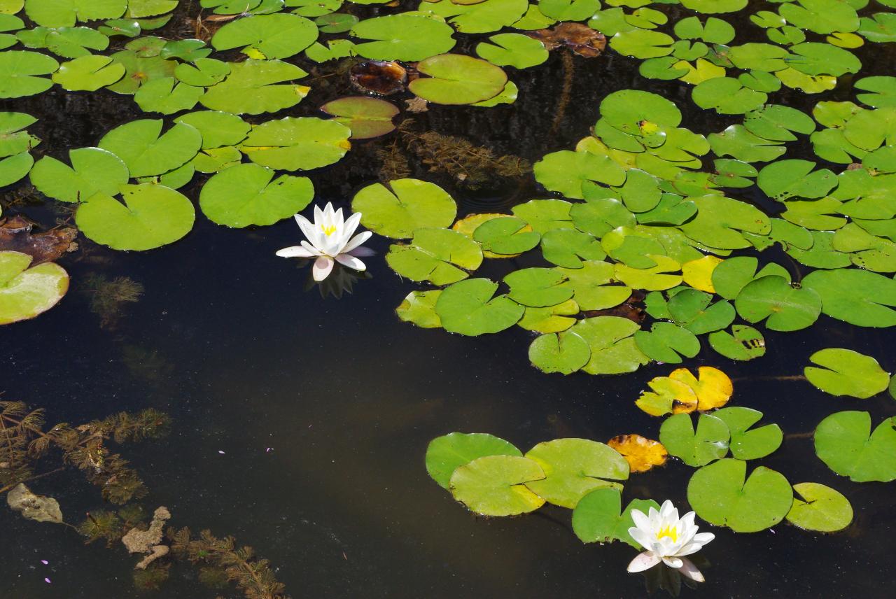 la nature en Alsace